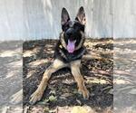 Small #1 German Shepherd Dog