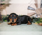 Small Photo #19 Dachshund Puppy For Sale in NAPPANEE, IN, USA