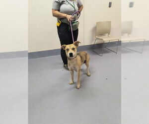 Siberian Husky-Unknown Mix Dogs for adoption in Louisville, KY, USA