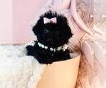 Small #18 Pomeranian