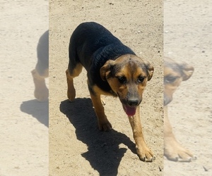 Australian Shepherd-German Shepherd Dog Mix Puppy for sale in SANTA ANA, CA, USA
