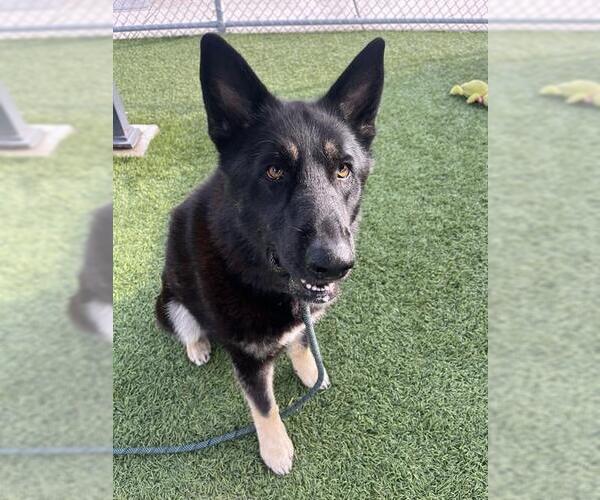 Medium Photo #1 German Shepherd Dog-Unknown Mix Puppy For Sale in Downey, CA, USA