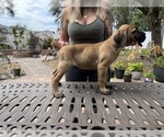 Puppy Potato Cane Corso