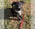 Small #4 American Staffordshire Terrier Mix