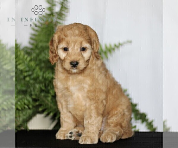 Medium Photo #1 Cock-A-Poo Puppy For Sale in CHRISTIANA, PA, USA