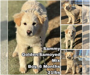 Golden Retriever-Samoyed Mix Dogs for adoption in Seattle, WA, USA