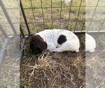 Small #10 German Shorthaired Pointer