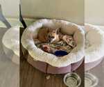 Small #2 Chihuahua Mix
