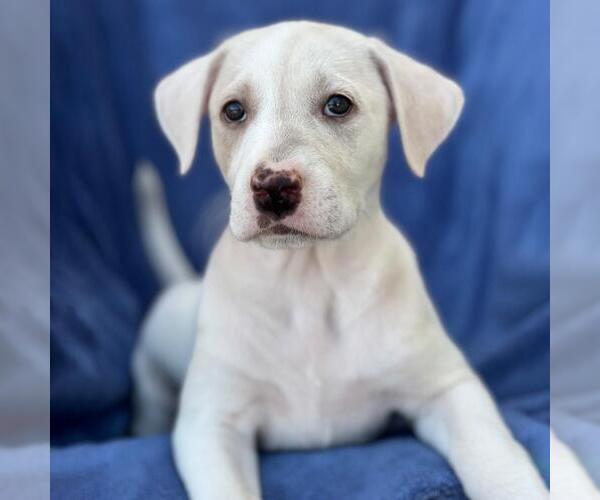 Medium Photo #4 Labrador Retriever-Unknown Mix Puppy For Sale in San Diego, CA, USA