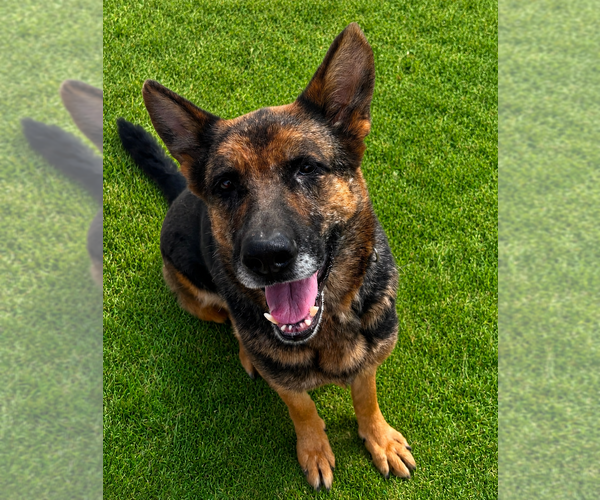 Medium Photo #3 German Shepherd Dog Puppy For Sale in Evansville, IN, USA
