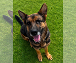 Small #2 German Shepherd Dog