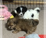 Small #5 Shih-Poo