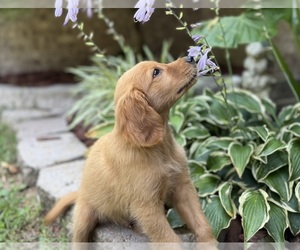 Golden Retriever Puppy for sale in FORDLAND, MO, USA