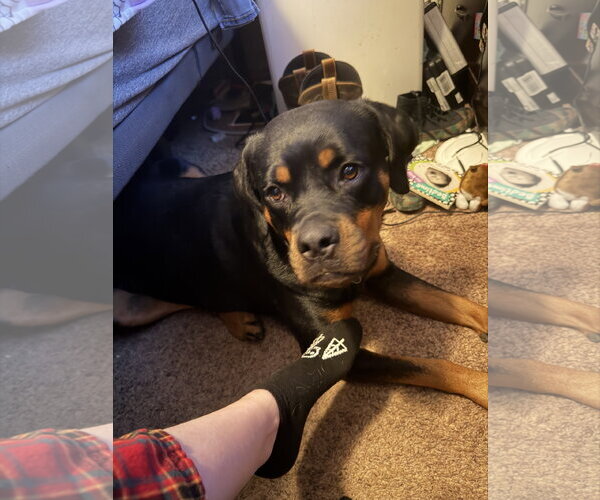 Medium Photo #2 Rottweiler-Unknown Mix Puppy For Sale in Aurora, CO, USA