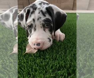 Great Dane Dogs for adoption in MARICOPA, AZ, USA
