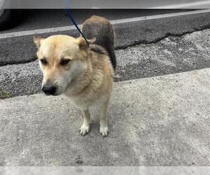 German Shepherd Dog-Unknown Mix Dogs for adoption in Houston, TX, USA