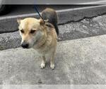 Small German Shepherd Dog Mix