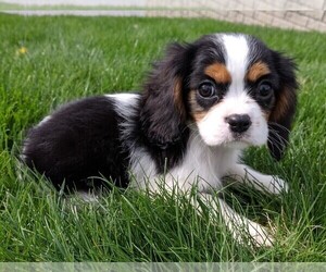 Cavalier King Charles Spaniel Puppy for sale in FREDERICKSBURG, OH, USA
