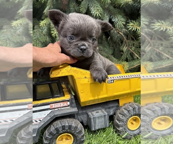 Medium Photo #3 French Bulldog Puppy For Sale in MIDDLEBURY, IN, USA