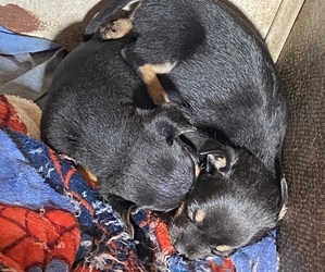 Chipin Puppy for sale in MOLALLA, OR, USA