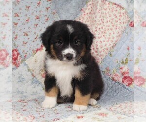 Medium Miniature Australian Shepherd