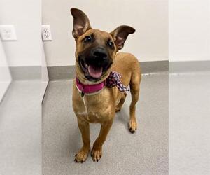 German Shepherd Dog-Unknown Mix Dogs for adoption in San Francisco, CA, USA