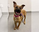 Small German Shepherd Dog Mix