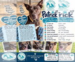 Patrick aka Lincoln - Male Holland Shepherd-Unknown Mix Dog for Adoption - Small photo