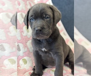 Charlotte's Puppy Tiki - Female Labrador Retriever-Unknown Mix Dog for Adoption - Photo #5