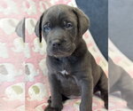Small Photo #5 Labrador Retriever-Unknown Mix Puppy For Sale in San Diego, CA, USA