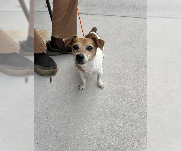 Medium Photo #1 Parson Russell Terrier Puppy For Sale in Fort Lauderdale, FL, USA