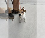 Small Parson Russell Terrier