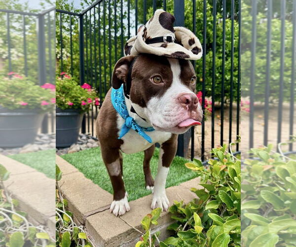 Medium Photo #11 American Pit Bull Terrier-Unknown Mix Puppy For Sale in Redlands, CA, USA