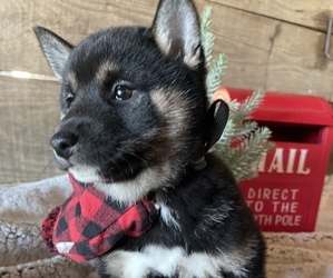 Shiba Inu Puppy for Sale in HONEY BROOK, Pennsylvania USA