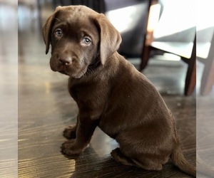 Medium Labrador Retriever