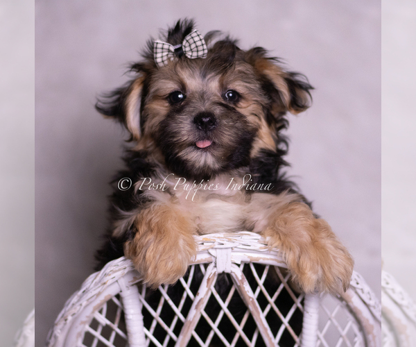 Medium Photo #7 Morkie Puppy For Sale in WARSAW, IN, USA