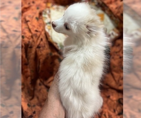 Medium Photo #17 Pomsky Puppy For Sale in GOLDEN VALLEY, AZ, USA