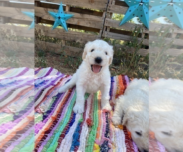 Medium Photo #3 Komondor Puppy For Sale in GUTHRIE, OK, USA
