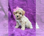 Small Photo #5 Poochon Puppy For Sale in LINCOLN UNIV, PA, USA