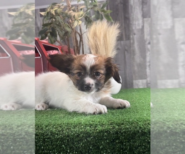 Medium Photo #1 Papillon Puppy For Sale in CANOGA, NY, USA