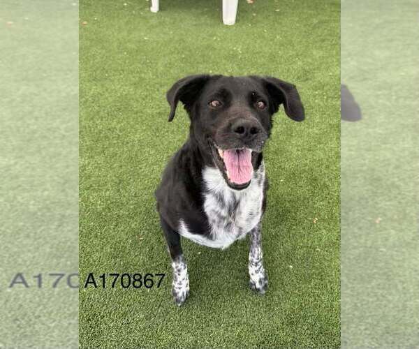 Medium Photo #1 Border Collie-Unknown Mix Puppy For Sale in Calgary, Alberta, Canada