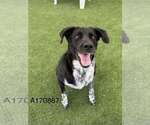 Elma - Female Border Collie-Unknown Mix Dog for Adoption - Small photo