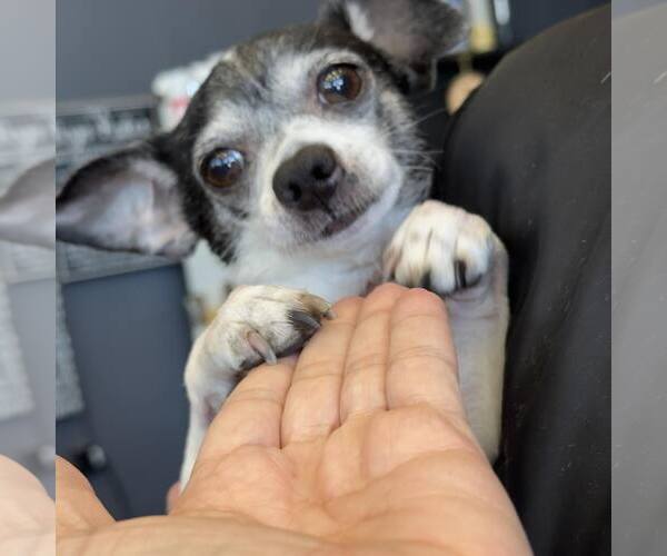 Medium Photo #3 Chiweenie Puppy For Sale in Pittsburg, CA, USA