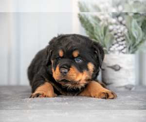 Rottweiler Litter for sale in BRYANT, IN, USA