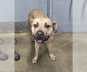 Boxer-Unknown Mix Dogs for adoption in Evansville, IN, USA
