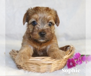 Yorkshire Terrier Puppy for Sale in HILLSBORO, Texas USA