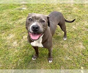 American Pit Bull Terrier Dogs for adoption in Orange, CA, USA