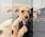 Small Photo #1 Norfolk Terrier-Unknown Mix Puppy For Sale in Chico, CA, USA