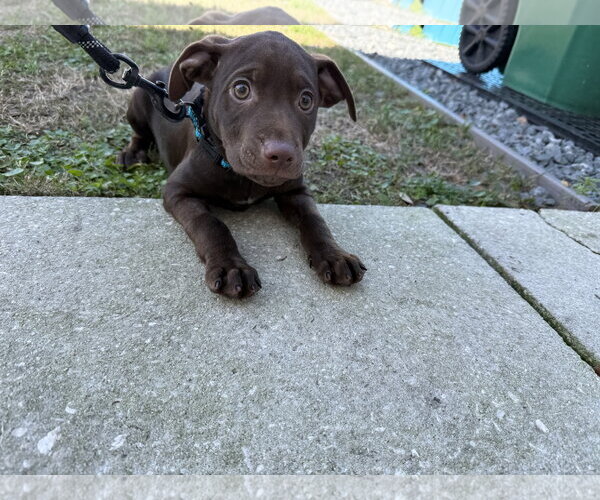 Medium Photo #4 Labrador Retriever-Unknown Mix Puppy For Sale in Sanford, FL, USA
