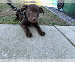 Small #3 Labrador Retriever Mix